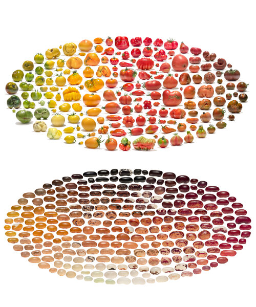 uli westphal captures the colorful spectrum of crop diversity