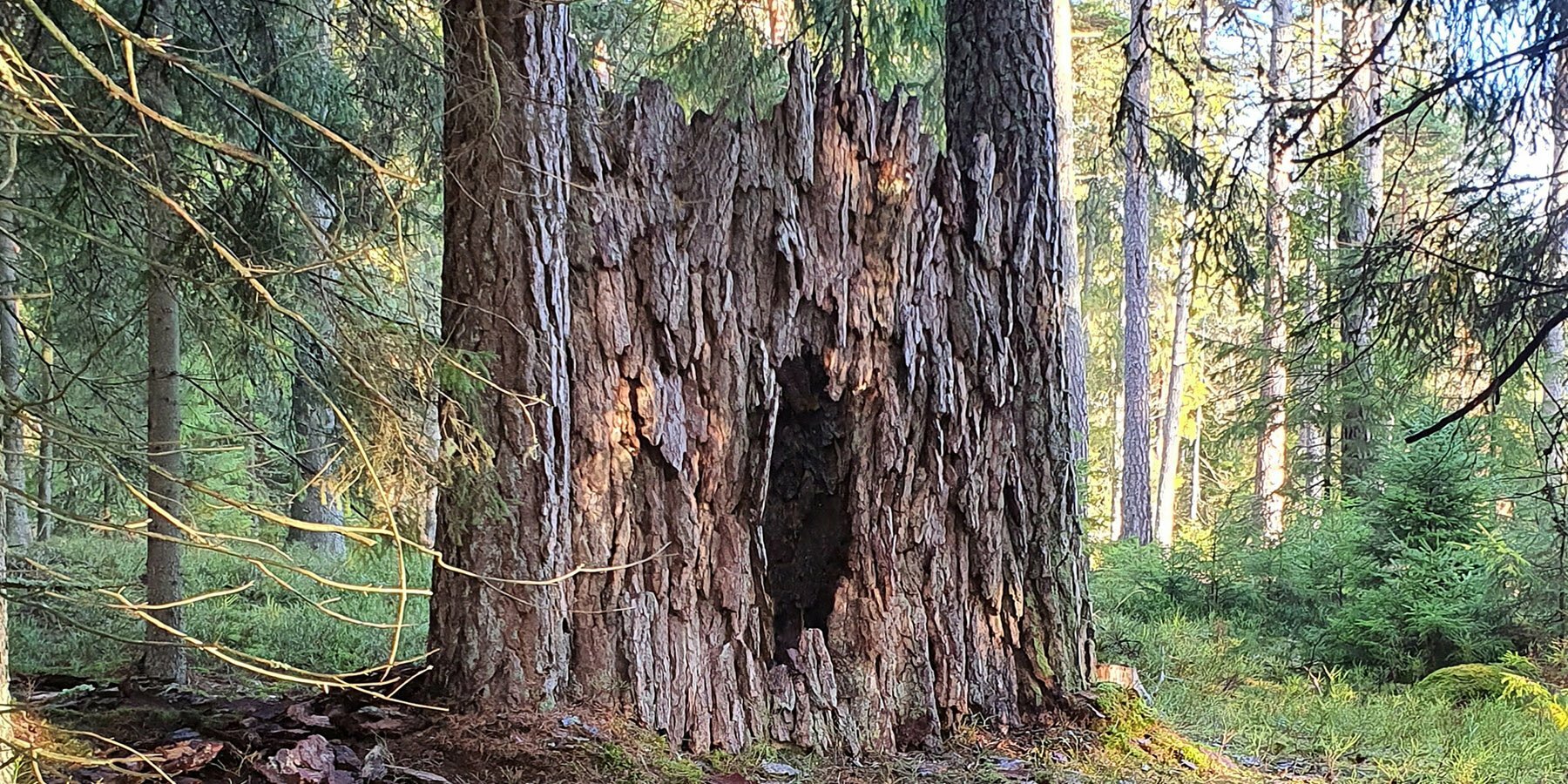 ulf-mejergren-repurposes-dead-trees-pine-bark-hut-camouflaged-swedish-forest-robert-pettersson-designboom-1