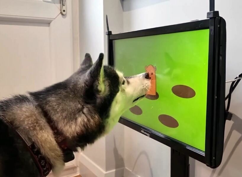 Игровая консоль для собак
