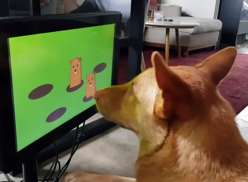 video games dogs dementia
