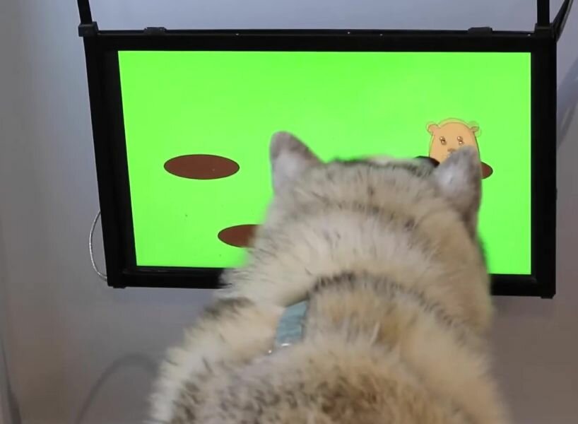 video games for dogs exist, and joipaw believes they can help them fight  dementia