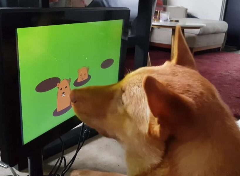 video games dogs dementia