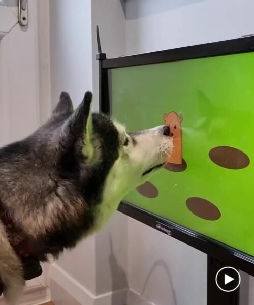 video games for dogs exist, and joipaw believes they can help them fight dementia