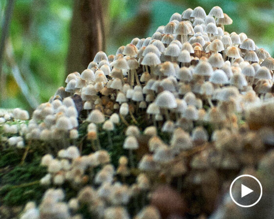 ex-NOMA fermentation chief 'david zilber' cooks up food with bacteria, microbes, and yeast