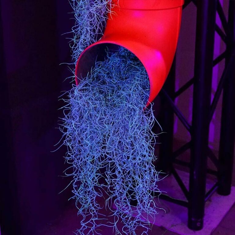 biobased serum transforms plants into fluorescent artwork