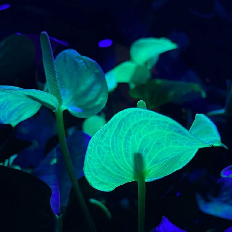 biobased serum transforms plants into fluorescent artwork