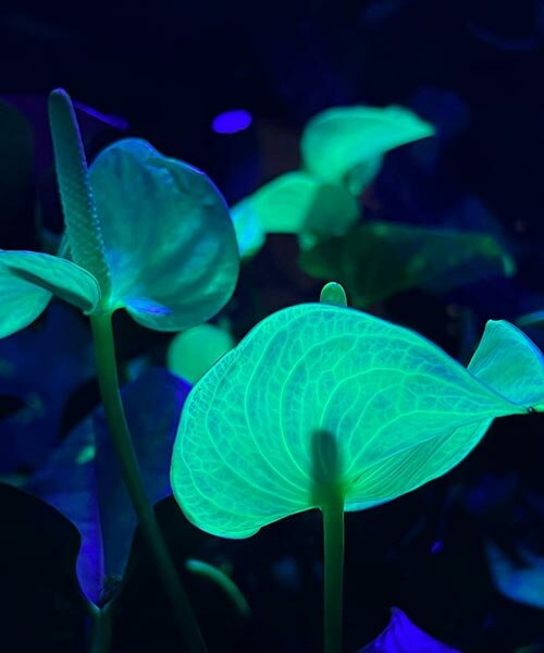 bio-based serum transforms plants into fluorescent artwork