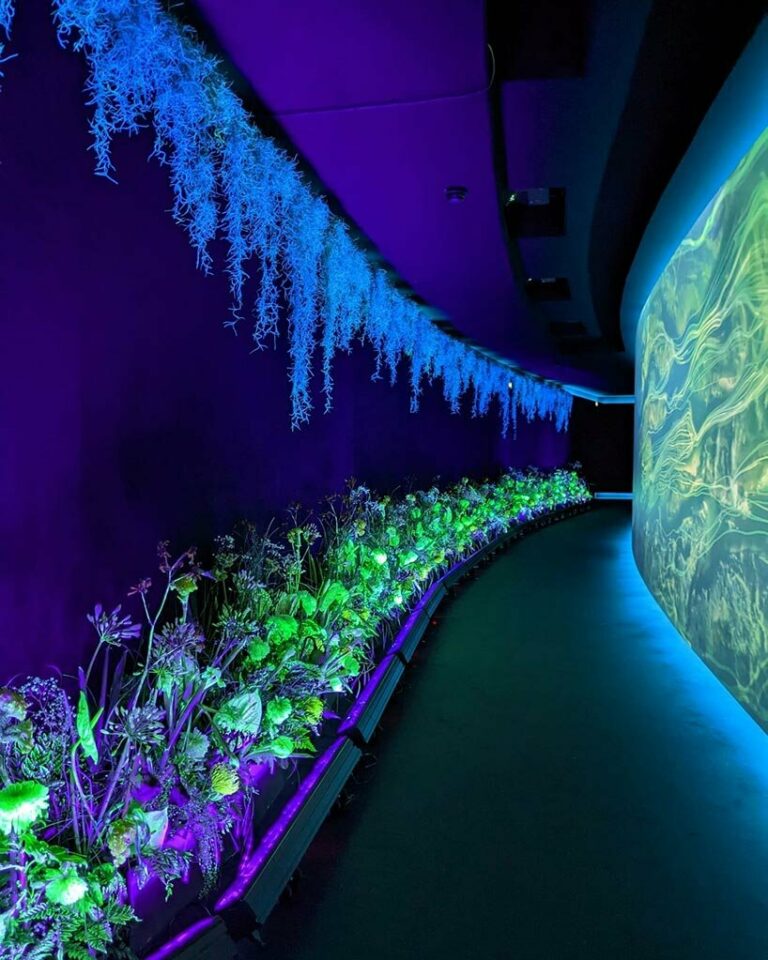 biobased serum transforms plants into fluorescent artwork