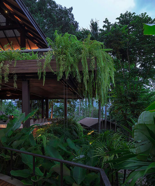 tropical rainforest envelops renovated spa resort in thailand with dense tree branches