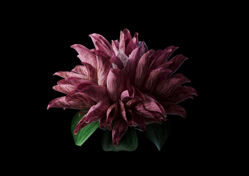 interview: mat collishaw on breeding flowers in the metaverse and his dynamic NFT collection