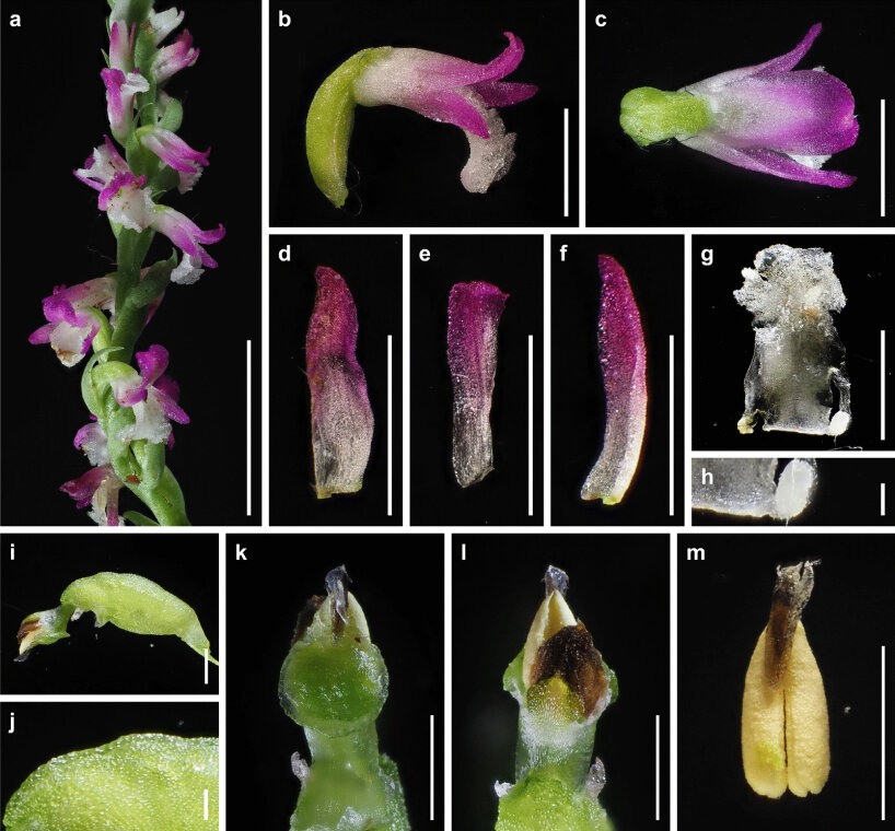 Newly Discovered Pink Orchid Species In Japan Sprouts Like Ethereal ...