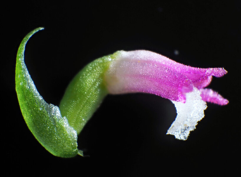 new pink orchid species japan