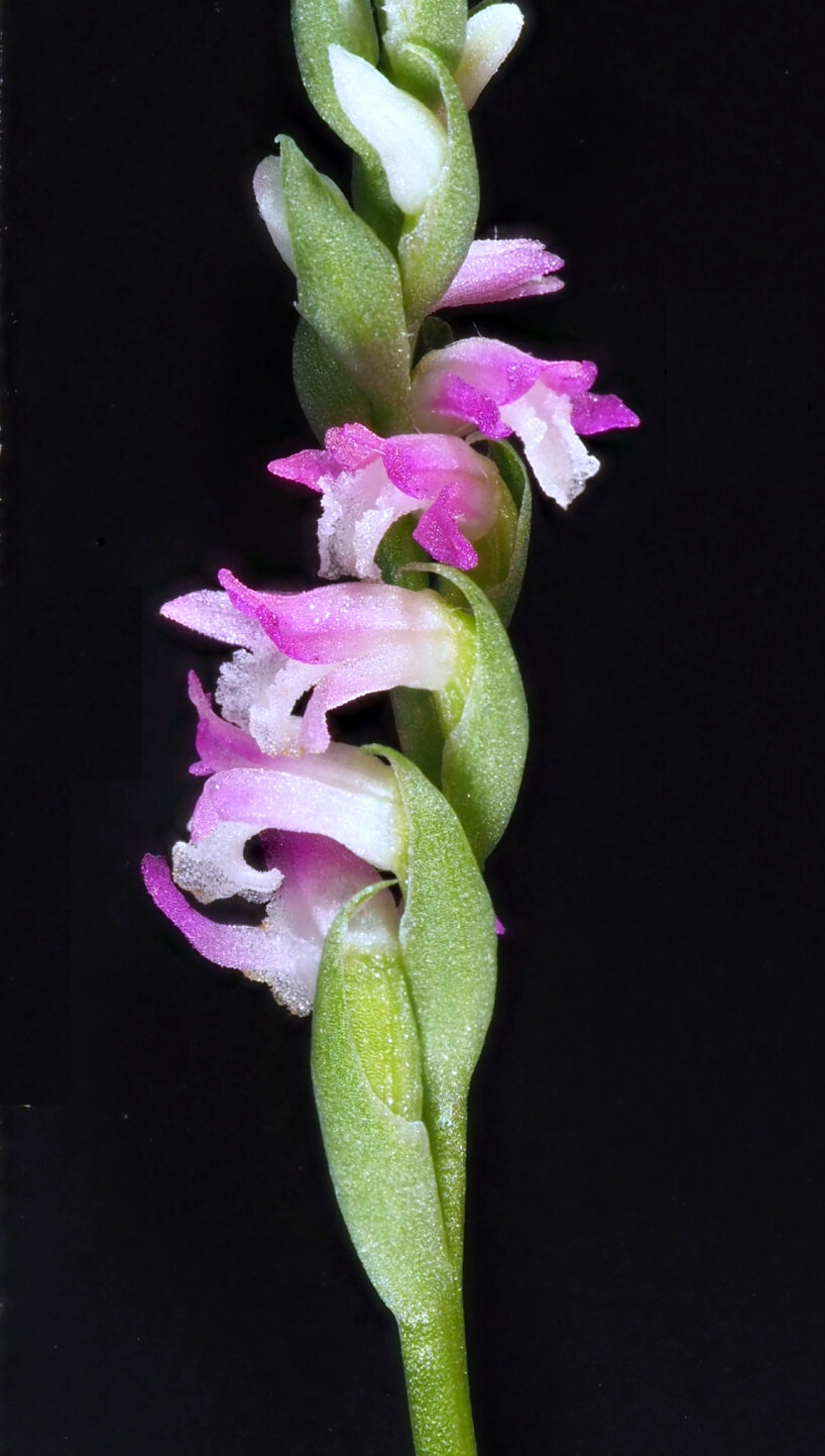 new pink orchid species japan