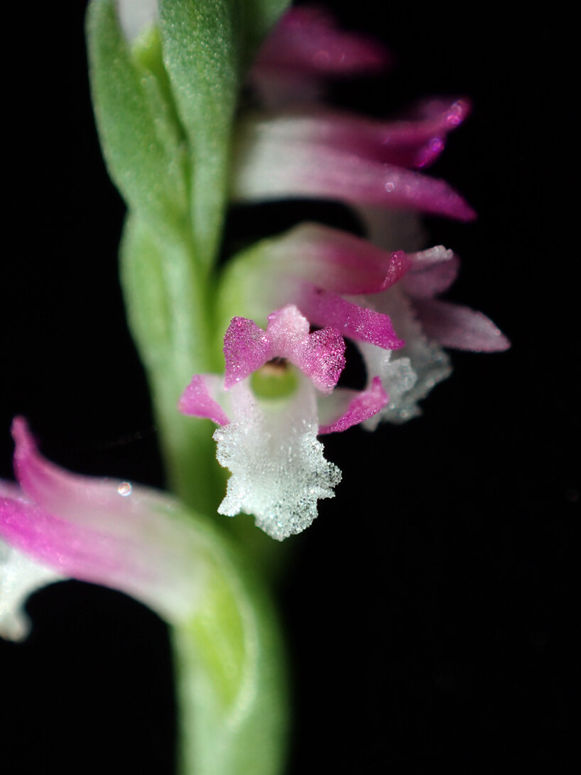 new pink orchid species japan