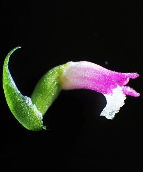 newly discovered pink orchid species in japan sprouts like ethereal glasswork