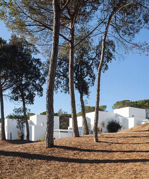 dozens of white cubes spread over a pine forest in the spanish countryside