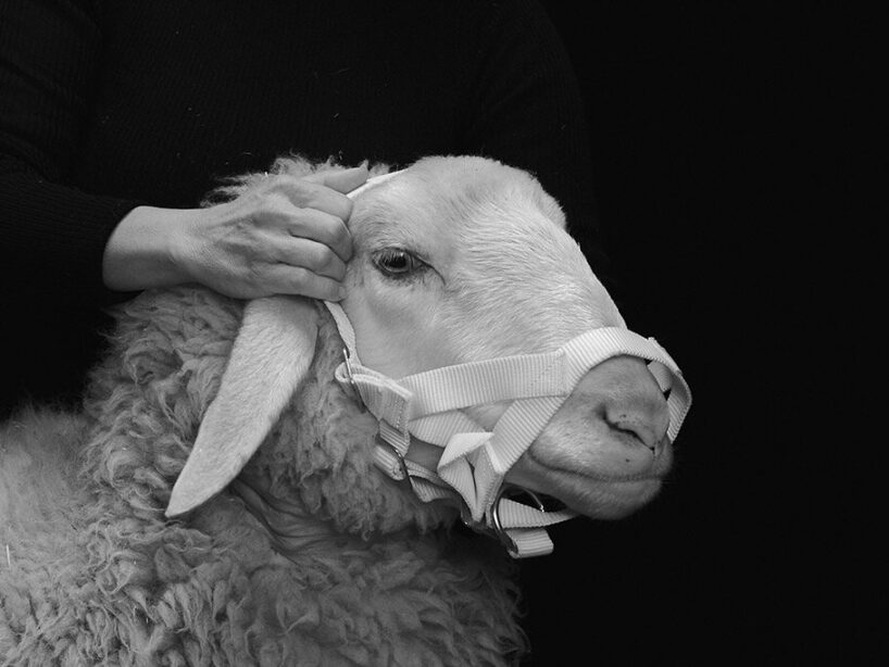 'Oltre terra' dei formafantasma. Why Wool Matters esplora la co-evoluzione delle pecore e dell'umanità