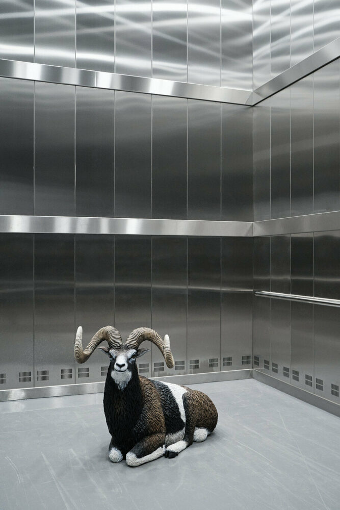 'Oltre terra' dei formafantasma. Why Wool Matters esplora la co-evoluzione delle pecore e dell'umanità