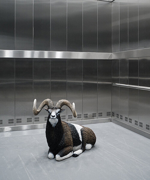 formafantasma's 'oltre terra. why wool matters' explores co-evolution of sheep & humanity