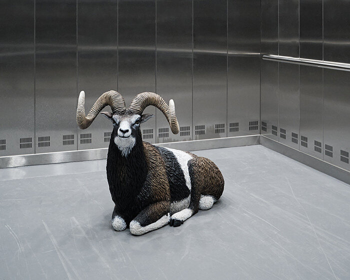 formafantasma's 'oltre terra. why wool matters' explores co-evolution of sheep & humanity