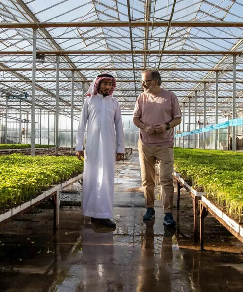 saudi arabia's desert city NEOM will grow its own crops inside dutch greenhouses