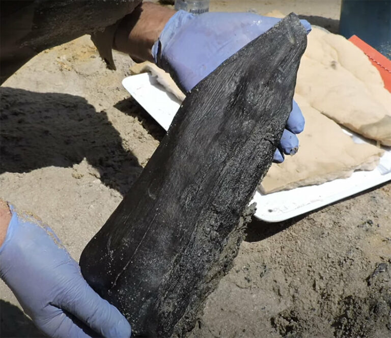 Archaeologists Discover World’s Oldest Wooden Structure In Zambia