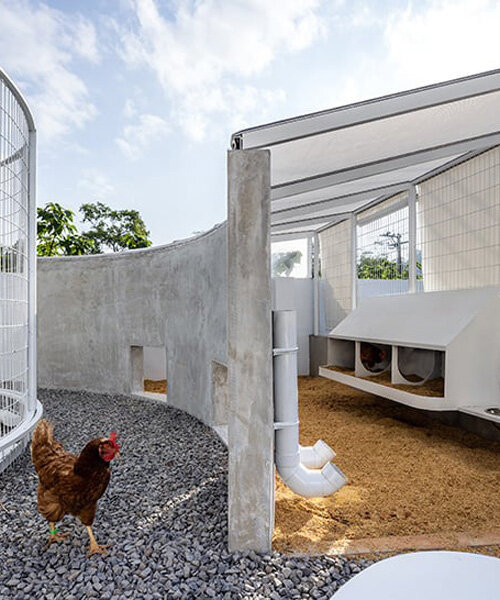curved white fence encloses chicken coop and herb zone in school in taiwan