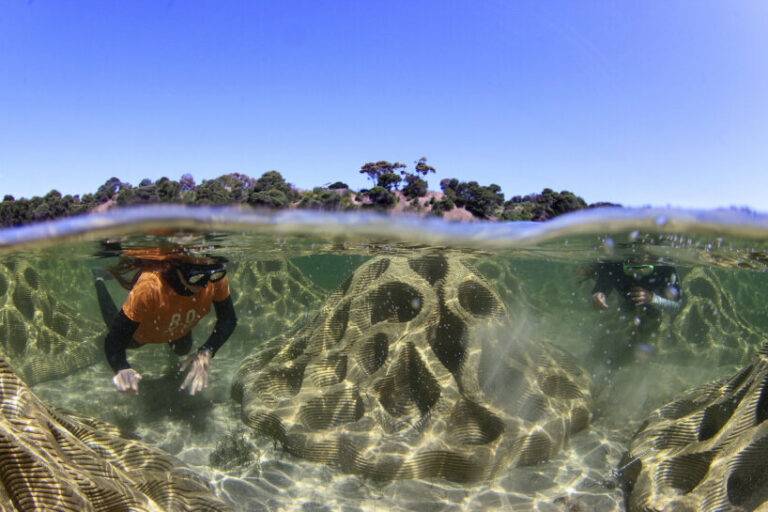 reef design lab plants concrete with recycled shells in water to save ...