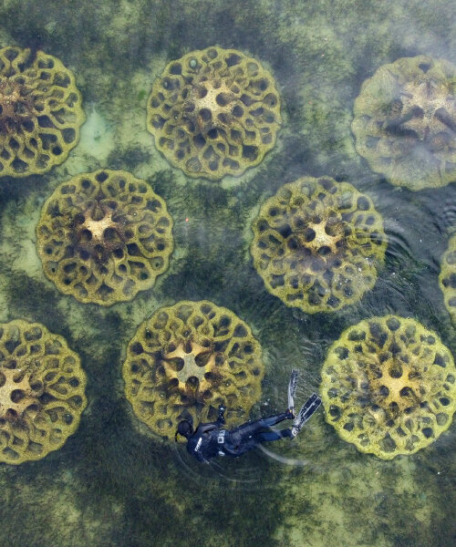 reef design lab plants concrete with recycled shells in water to save marine life from erosion