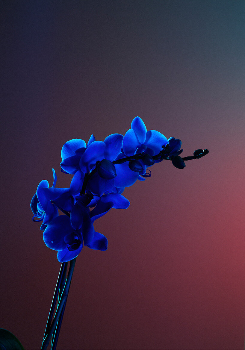 cindy sherman, yorgos lanthimos and more artists donate pictures for palestine fundraiser