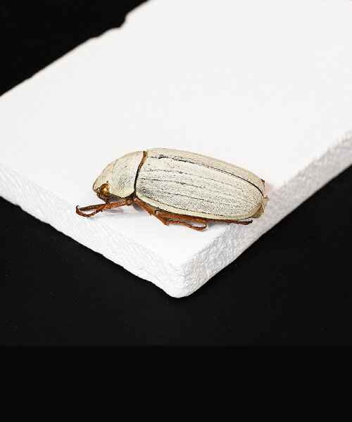 researchers develop cooling ceramic tiles that mimic the whiteness of beetle to deflect heat