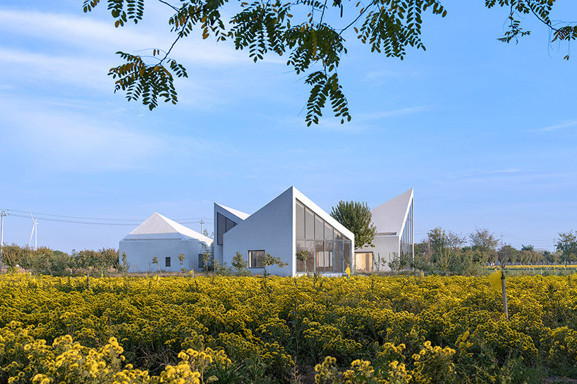 atelier xi library chrysanthemum