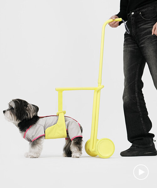 seatbelt-inspired walking aid ensures comfortable strolls with your elderly furry friends