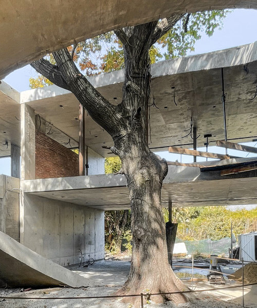 atelierM's grassy LuMa house encircles a century-old oak tree in argentina