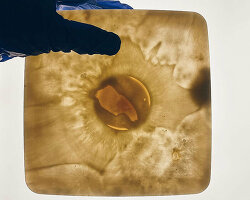 research explores potential applications of translucent mycelium in design and construction