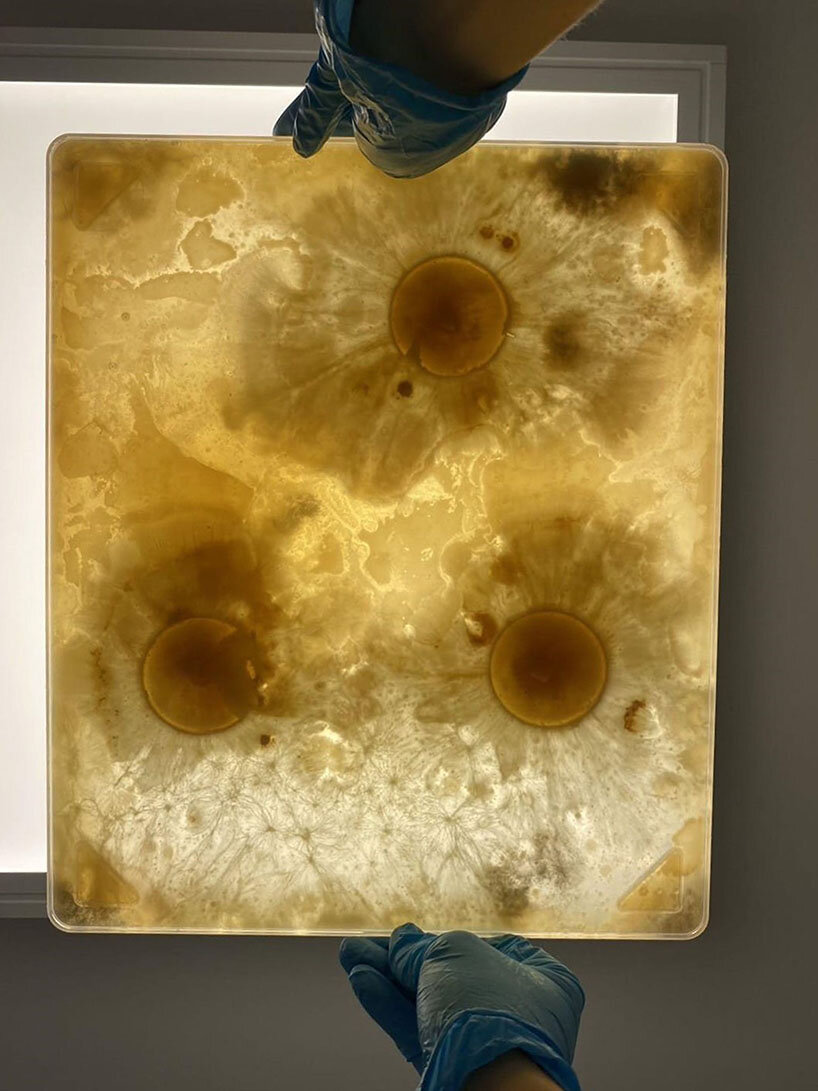 research explores potential applications of translucent mycelium in design and construction