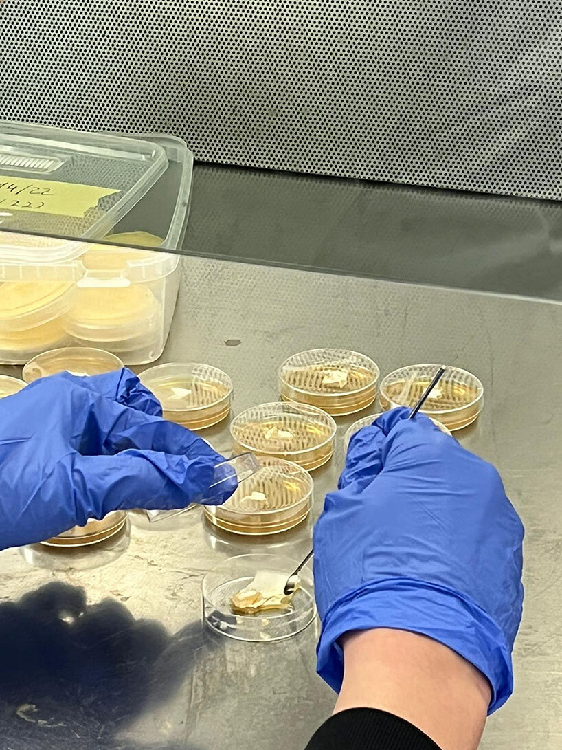 research explores potential applications of translucent mycelium in design and construction