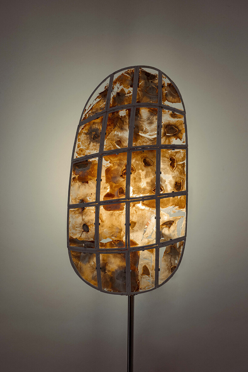 research explores potential applications of translucent mycelium in design and construction