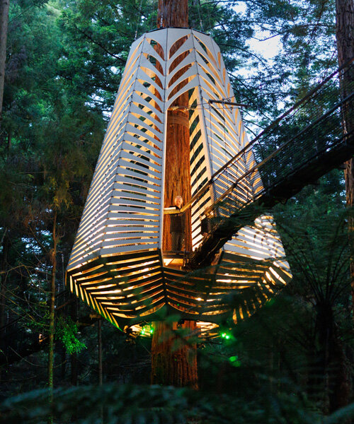 illuminating horoeka tree pod hangs above redwood forest in new zealand