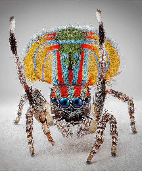 maria fernanda cardoso's detailed photos explore the vibrant world of tiny maratus spiders