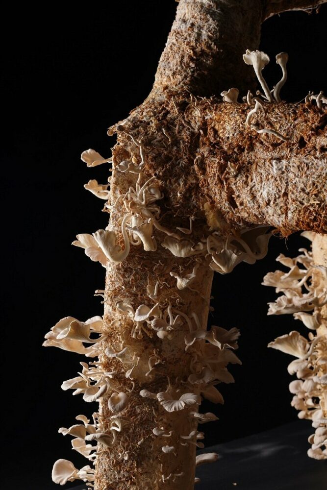 agricultural waste-grown mycelium by NONGZAO takes over everyday ...