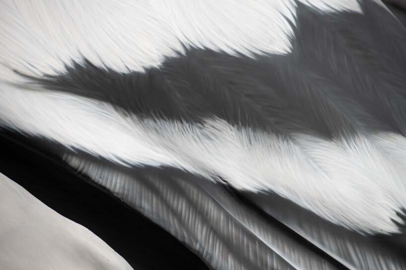 iván argote’s hyperrealistic aluminum pigeon ‘dinosaur’ lands above the high line in new york