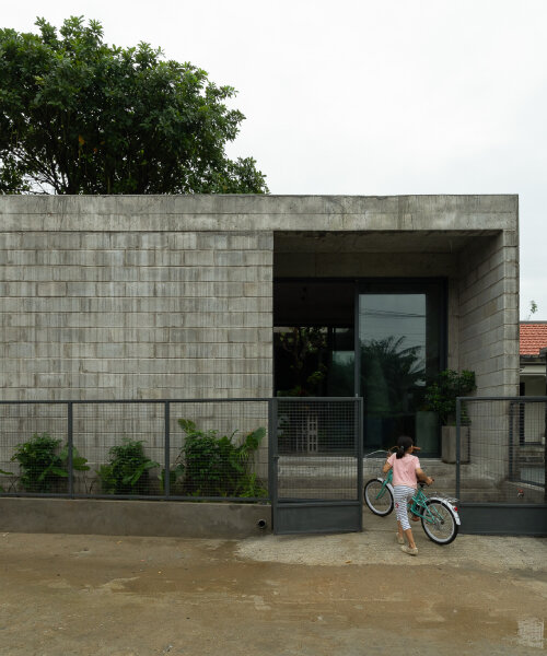 fish poison tree sprouts through tinh an house's concrete courtyard in vietnam