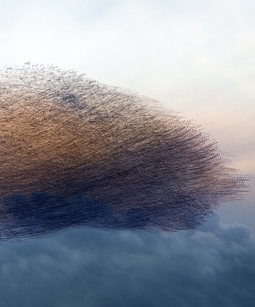 photography series by kathryn cooper maps aerial choreography of starling murmurations