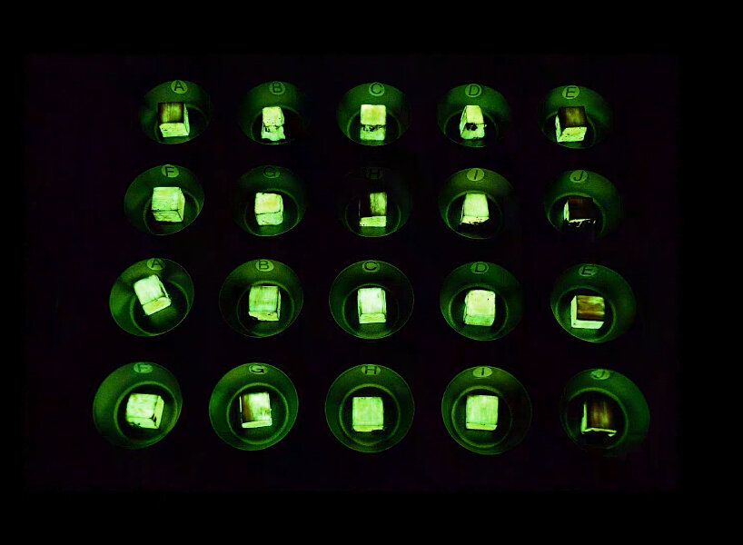 wood glow dark fungus
