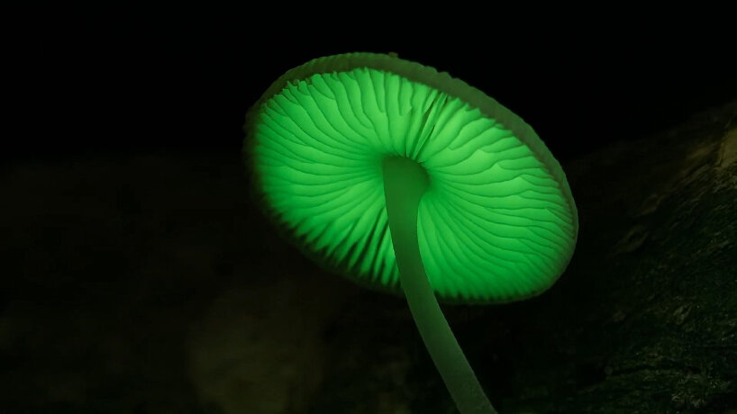 wood glow dark fungus
