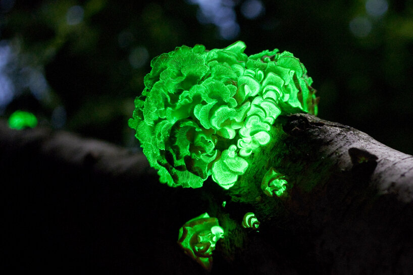 the fungus triggers a two-stage reaction that stimulates luciferin, causing the material to emit a green light