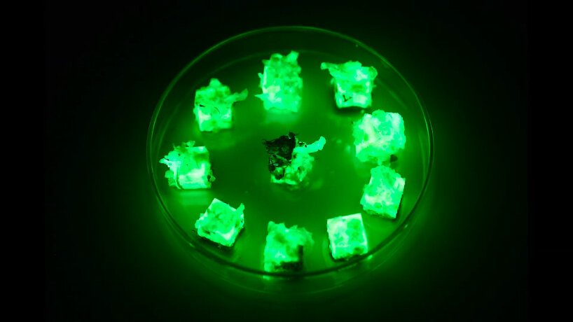 when fungal threads spread throughout the wood, it can glow in the dark