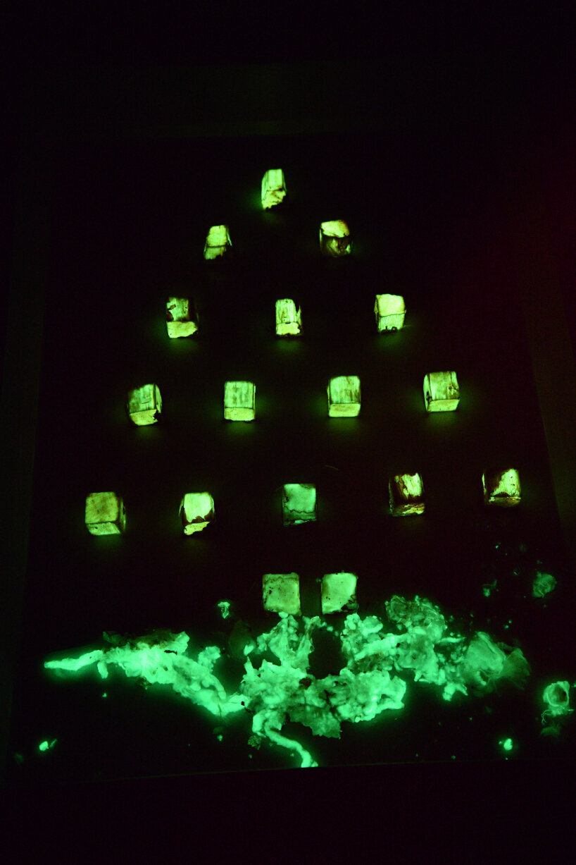 wood glow dark fungus