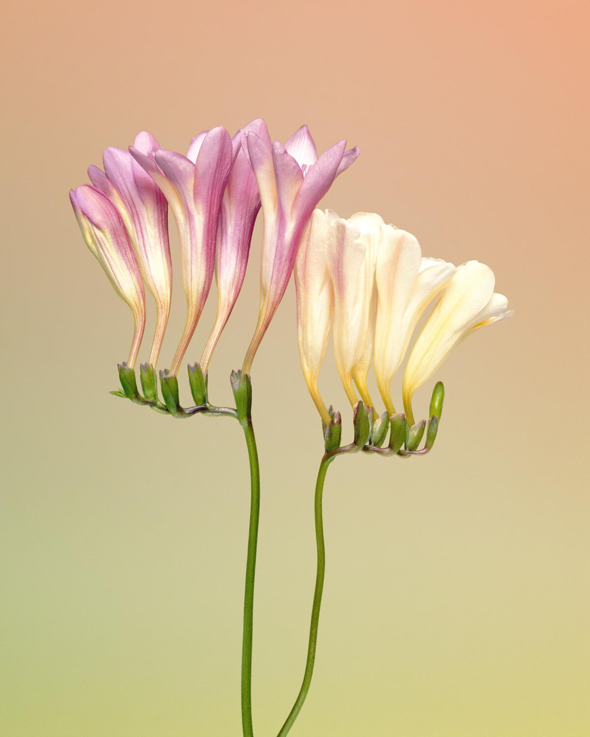 from yinka ilori to miguel chevalier, flower sculptures & digital gardens bloom in london